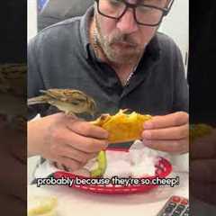 Hungry Bird Takes a Bite of Man's Taco