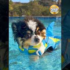 Paw Picks: Youly Flotation Vests