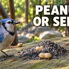 Peanuts or Seeds? What Will This Blue Jay Choose? 🐦 | 10 Hours of Forest Relaxation