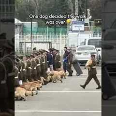 Dog Stops Walking During Parade