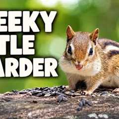 Cheeky Little Hoarder 🐿️ | 10 Hours of Chipmunk Watching & Forest Relaxation