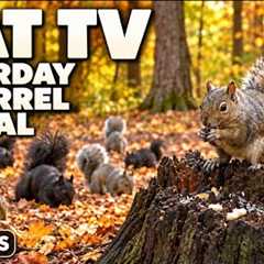 Saturday Squirrel Social 🐿️ | 10-Hour Cat TV 🐈 Videos for Cats to Watch