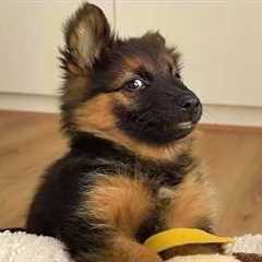 Hilarious German Shepherd Puppies Can't Stop Being Little Comedians 😂Funny German Shepherd!