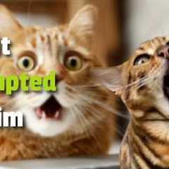 You Swore To Destroy It!” -- My Cats Biggest Betrayal