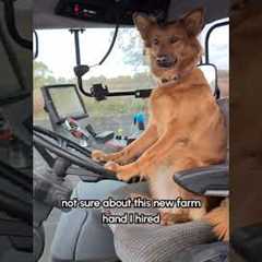 Dog Drives Tractor Around the Farm