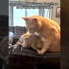 Prairie Dog's Hug Attempt Ends in Hilarious Tumble