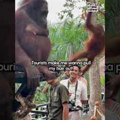 Primates or Nightmare Fuel?!