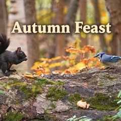 Autumn Feast 🍂 Blue Jays &amp; Nuthatches | Video for Cats to Watch