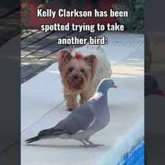 Birds everywhere are in danger 🤣🤣 #kellyclarkson #NYC #birds #artofplay #funny #meme