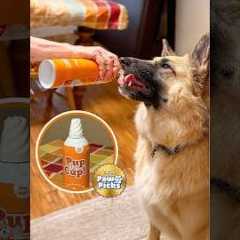 Paw Picks: Pup Cup Pumpkin Whipped Cream