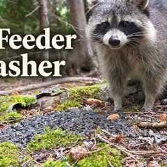 The Feeder Crasher 🦝 Blue Jays &amp; a Raccoon | Video for Cats to Watch