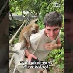 Primates or Nightmare? Part 2