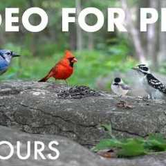 Cat TV for Pets to Watch 🐱 - Birds, Squirrels and Chipmunks in the Forest - 10 Hour Video