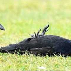 Hilarious CROWS Can't Stop Being DRAMATIC! 🐦⬛🤣 Top Funny Crow Videos 2026