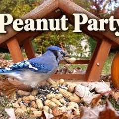 Peanut Party! 🥜 Blue Jay Buffet | Video for Cats to Watch