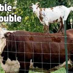 🐄 Prepare for Trouble and Make It Double! 🐐 | Hilarious Farm Animal Fails