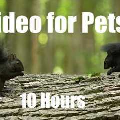 Sunday Morning Brunch for Birds, Squirrels and Chipmunks - 10 Hour Cat TV for Pets to Watch 🐱