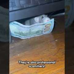 Rat Pulls off $100 Heist and Hides Under Furniture