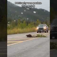 Beaver Blocks Highway Traffic While Hauling Massive Branch