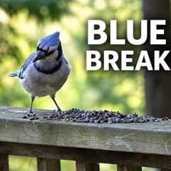 Blue Jay Breakfast 🐦 Video for Cats &amp; Bird Lovers | Handsome Nature