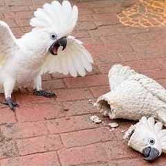 When PARROTS Take DRAMA to a Whole New Level! 🤣 Funniest Parrot Videos