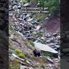 Hikers Encounter Grizzly Bear in National Park