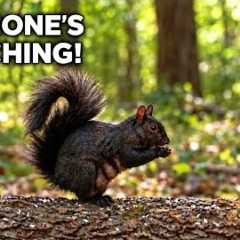 Someone’s Watching! 🐿️ Black Squirrel Snack Time | Video for Cats