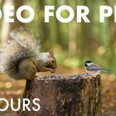 Squirrels, Chipmunks and Forest Friends in Fall 🍁 - 10 Hour Cat TV for Pets to Watch