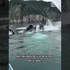 Whales are Terrifying! 😨💥🐋  #Whalefall #Whale #Ocean