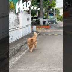 I wouldn't trade my bodega cat for the world | The FUNNIEST Pets of the Week