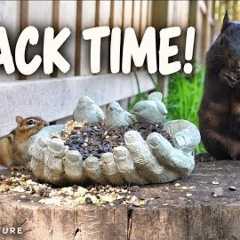 Autumn Squirrel Frenzy - Backyard Bliss for Cats and Pets