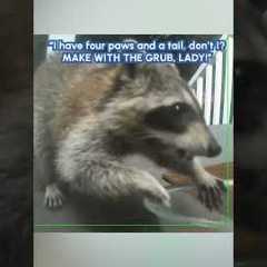 Sneaky Raccoon Steals Cat Food
