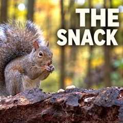 The Snack Spot 🐿️ Squirrel Snacking in the Autumn Forest | 10 Hours