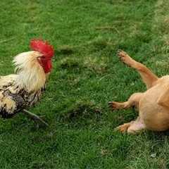 Hilarious ANIMALS Have NO Idea How DRAMATIC They Are! 🤣 Top Funny Animal Videos 2026