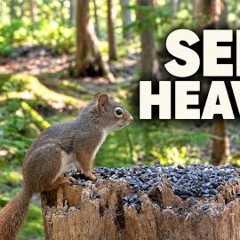 Seed Heaven 🐿️ A Squirrel’s Woodland Buffet | Relaxing Wildlife Watching
