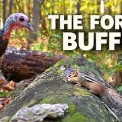 The Forest Buffet 🦃🐿️ Wild Turkey &amp; Chipmunk Share a Woodland Feast