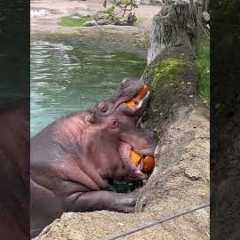 Happy Hippo Munches on Pumpkin