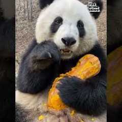 Animals vs. Pumpkins