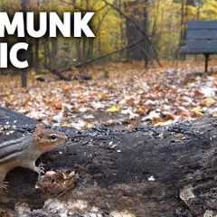 Chipmunk Picnic 🍂 Autumn Forest Wildlife | Videos for Cats