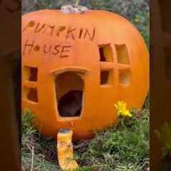 Happy Mice Enjoy House Made out of Pumpkin