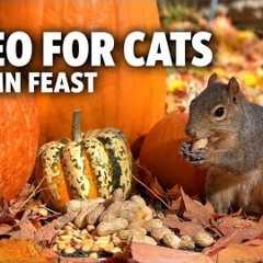 Video for Cats to Watch 🐿️ Squirrel’s Autumn Feast Among the Pumpkins