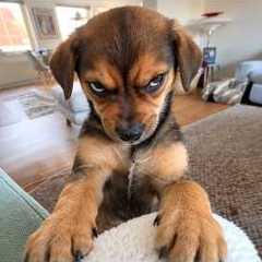 Angry Puppies Are TOO Funny to Be SCARY! 🤣 Most Hilarious Puppy Videos