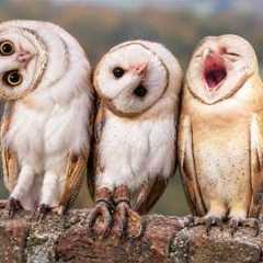 You Can't Get Enough of These HILARIOUS Owls! 🤣 Funniest Animal Videos