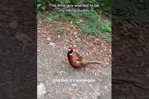 Cute Pheasant Follows Hiker Along Trail