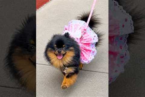 Paw Picks: Doggie Design Harness Dress