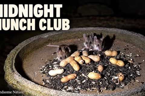 The Midnight Munch Club 🐭 | Mice Take Over the Bird Buffet | 10 Hours