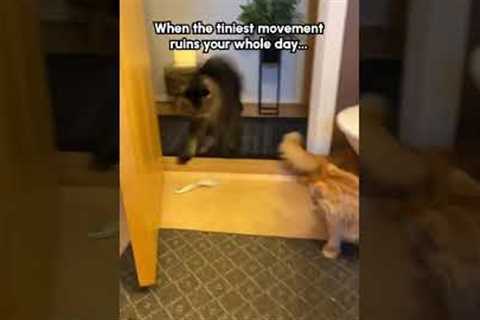 Curious Cats Try Grabbing Hair Brush