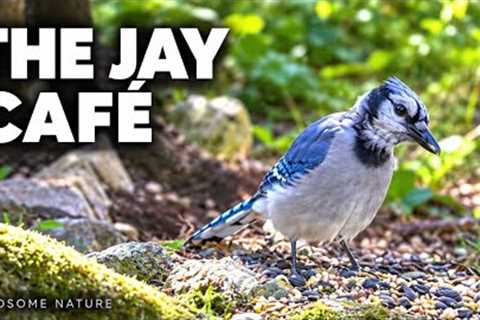 The Jay Café ☕ Blue Jay’s Woodland Buffet | 10 Hours of Nature for Cats & People
