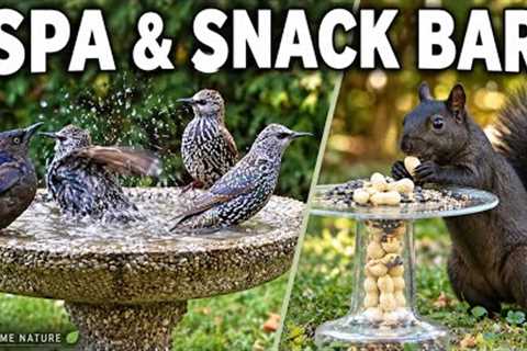 The Backyard Spa & Snack Bar 🐦🐿️ | Birds Bathing & Squirrel Snacking