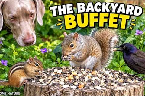 The Backyard Buffet 🐿️ Birds, Chipmunks & One Unexpected Guest!